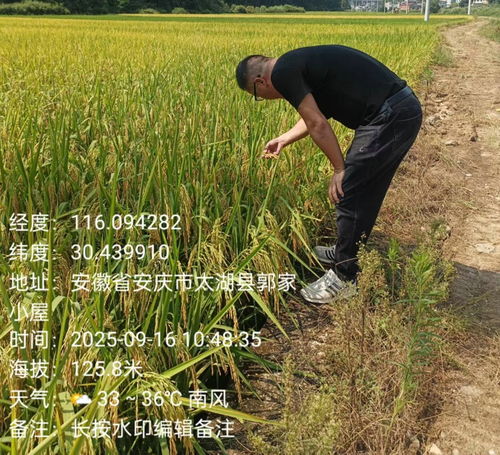 天華鎮(zhèn)植保行動(dòng) 科技護(hù)航，糧食豐產(chǎn)之路